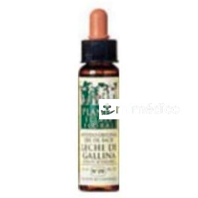 BEECH PLANTIS FLORES DE BACH Nº 03 10ML. ARTESANIA